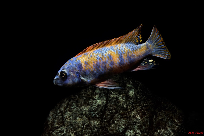 Labeotropheus trewavasae 'Thumbi West Island'